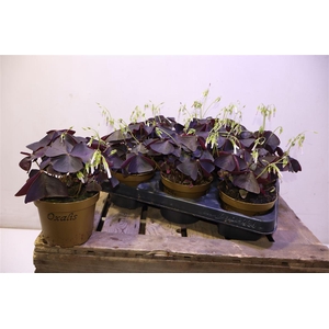 arr8 Oxalis Triangularis