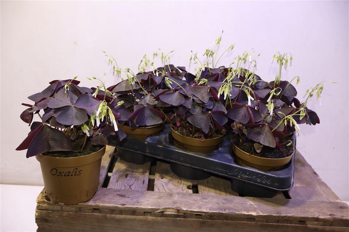 <h4>arr8 Oxalis Triangularis</h4>