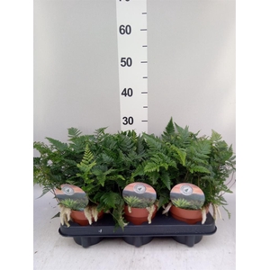 Humata griffithiana var. tyermannii