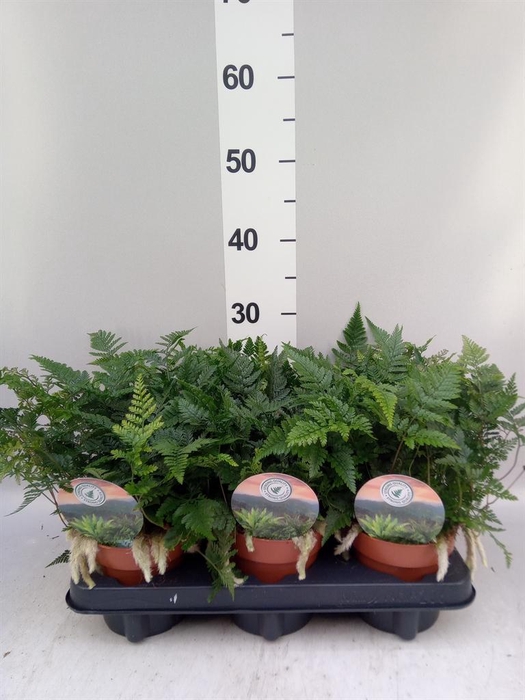<h4>Humata griffithiana var. tyermannii</h4>