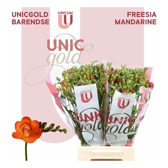 <h4>Fr Du Mandarine</h4>