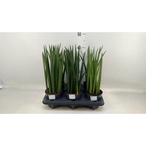 Sansevieria cyl. ...