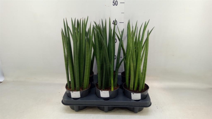 <h4>Sansevieria cyl. ...</h4>