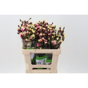 Di Solomio CherryPink Tinted