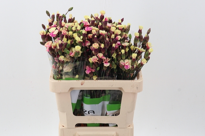 <h4>Di Solomio CherryPink Tinted</h4>
