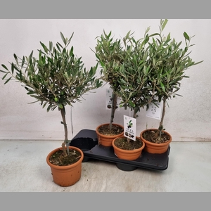 OLEA EUROPAEA