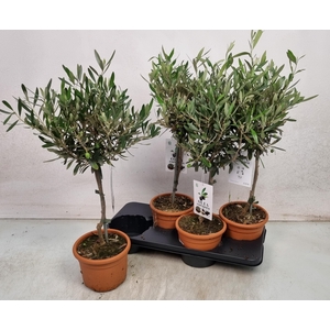 OLEA EUROPAEA
