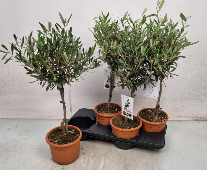 <h4>OLEA EUROPAEA</h4>