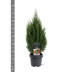 Juniperus chinensis 'Stricta' C5