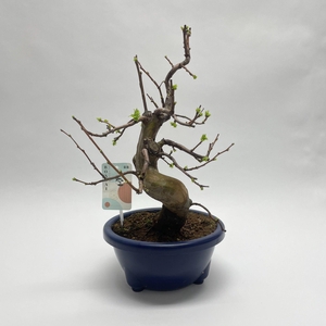 Pseudocydonia Bonsai 22 cm (herkomst: Japan)