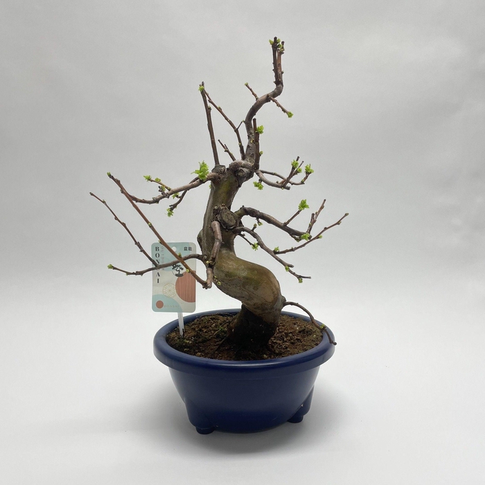 <h4>Pseudocydonia Bonsai 22 cm (herkomst: Japan)</h4>