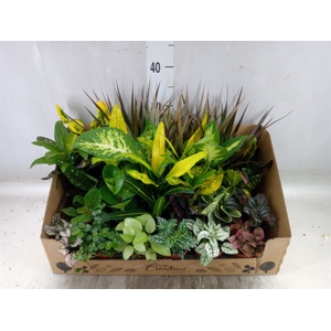 Planten Groen   ...mix 24