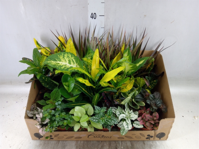 <h4>Planten Groen   ...mix 24</h4>