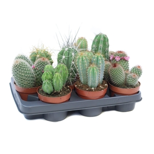 Cactus mix 10,5 cm