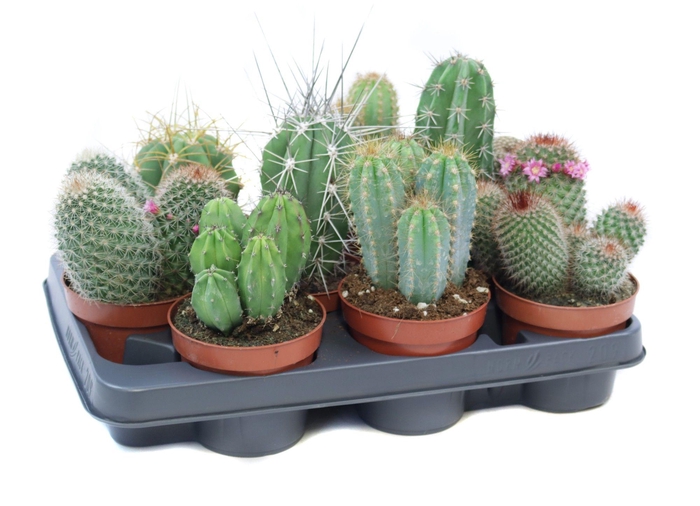 <h4>Cactus mix 10,5 cm</h4>