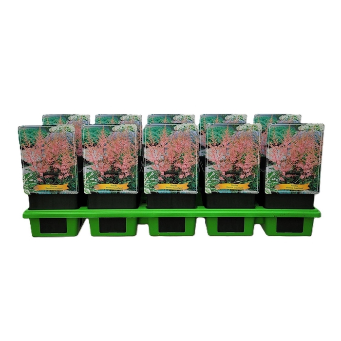 Astilbe Hennie G