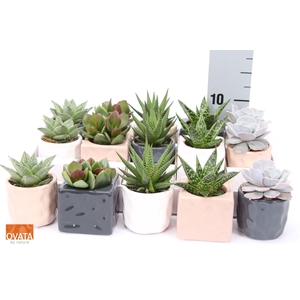 Succulents   ...mix 5