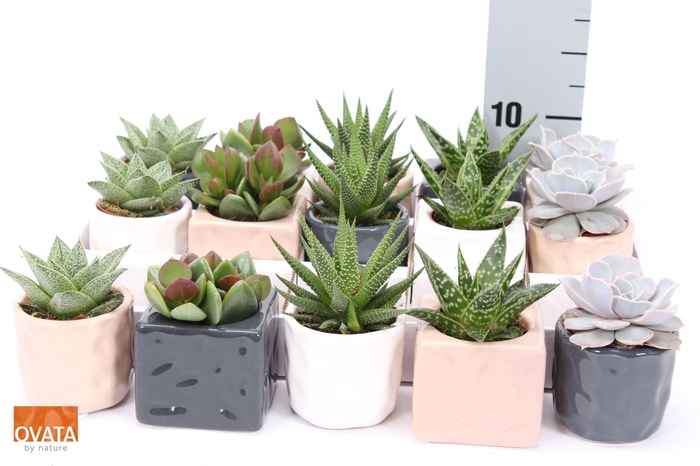 <h4>Succulents   ...mix 5</h4>