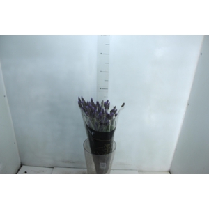 LAVANDULA DENTATA 060 CM
