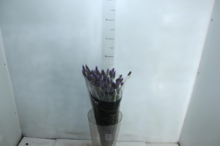 <h4>LAVANDULA DENTATA 060 CM</h4>