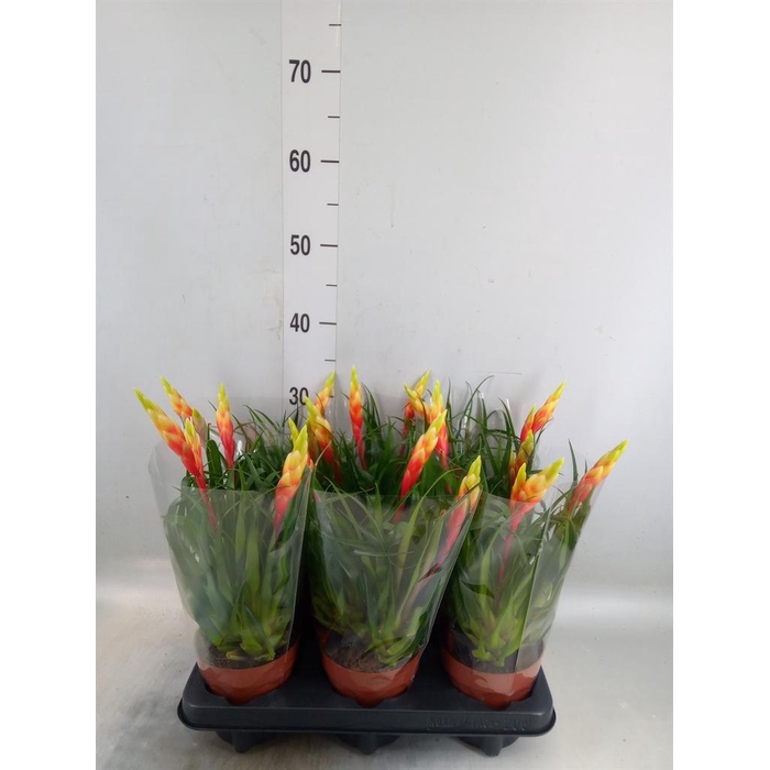 <h4>Vriesea  'Shannon'</h4>