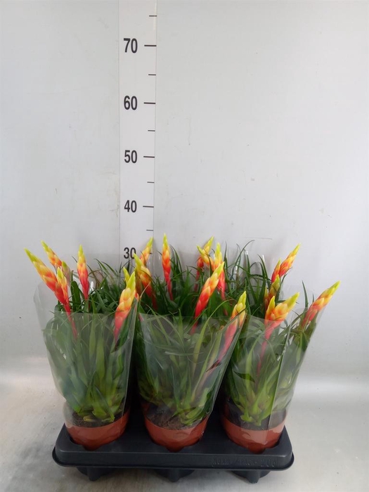 <h4>Vriesea  'Shannon'</h4>