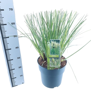 Cortaderia selloana Tiny Pampa