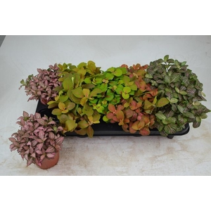 FITTONIA MIX P12