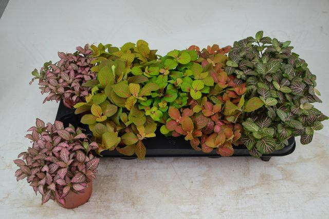<h4>FITTONIA MIX P12</h4>