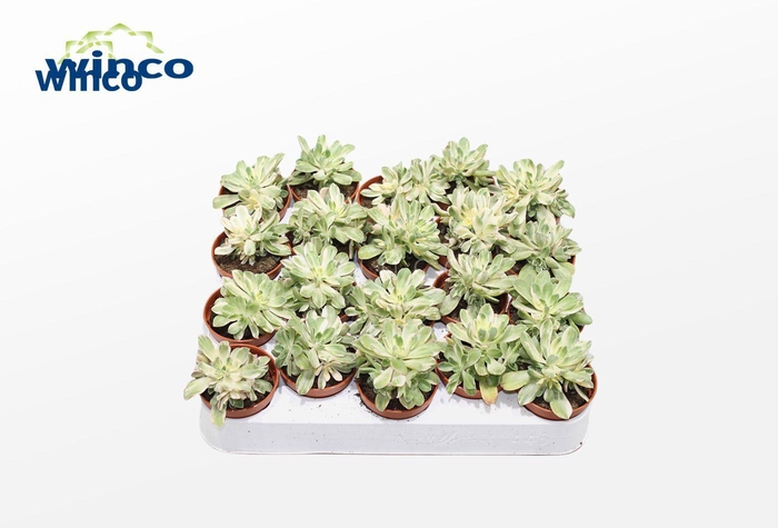 <h4>Aeonium Variegata</h4>