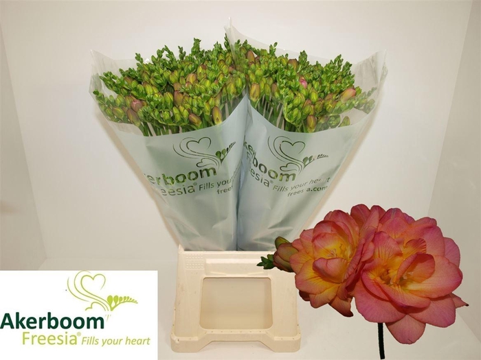 <h4>Fr Du Romantic Peach</h4>