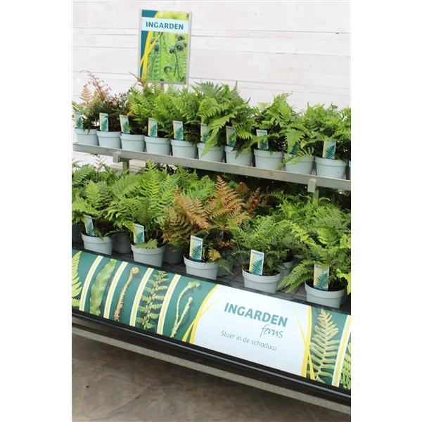 <h4>Fern 3000 x 151mm NL</h4>