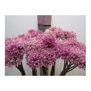 ALLIUM MOUNT CERISE