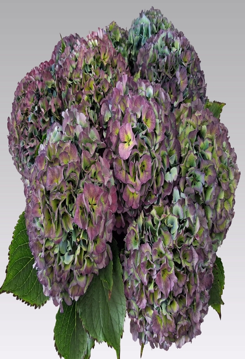 Hydrangea royal parade classic