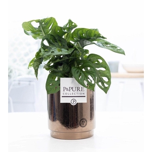 Monstera Adansonii in P&PURE Juliette cer. gold bronze