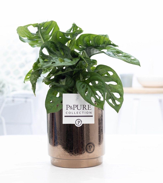 <h4>Monstera Adansonii in P&PURE Juliette cer. gold bronze</h4>