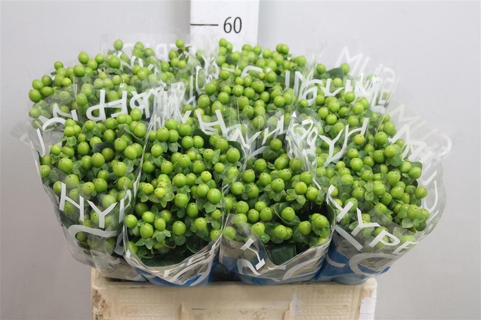 <h4>Hyp Coco Bamboo</h4>