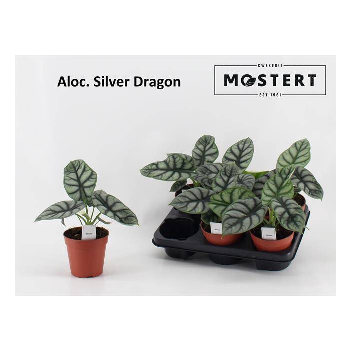 <h4>Alocasia Silver Dragon 12Ø 25cm 1pp</h4>