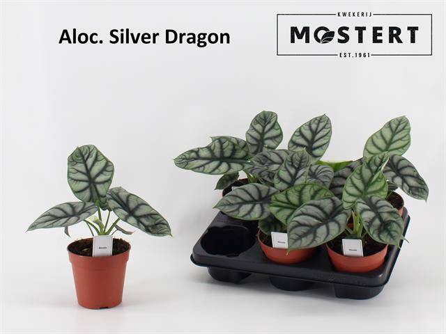 Alocasia Silver Dragon 12Ø 25cm 1pp