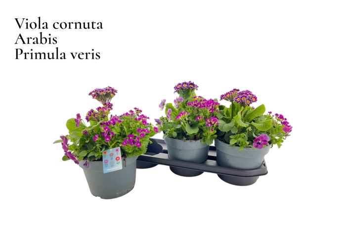 <h4>VASTE PL GEM IN POT</h4>