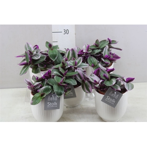 Tradescantia Albiflora 'nanouk' Liv Keramiek