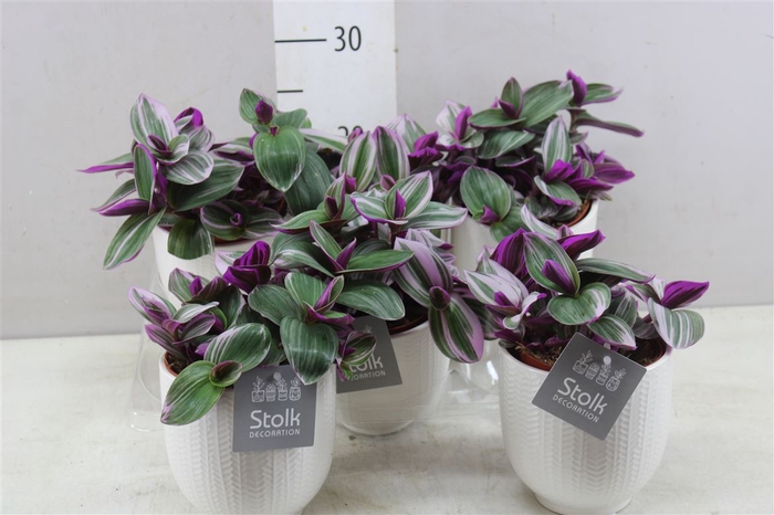 <h4>Tradescantia Albiflora 'nanouk' Liv Keramiek</h4>