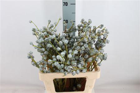 <h4>Euca Boule 250 Gram</h4>