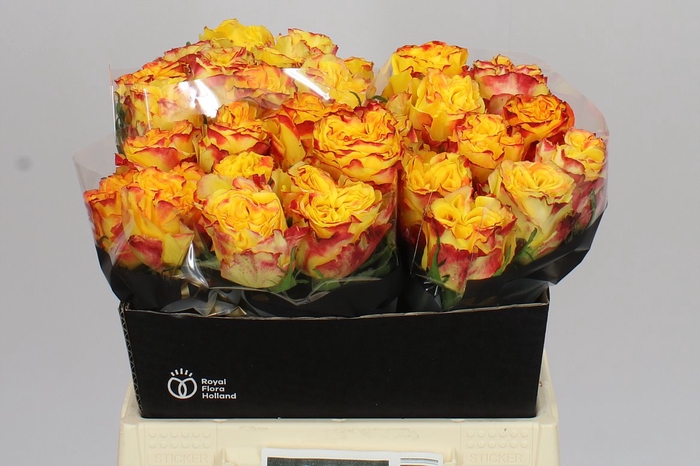 <h4>Rosa Gr Crimson Sky+</h4>