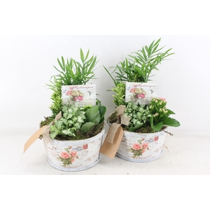 arr2 TD - Schaal rond roos - roze/wit