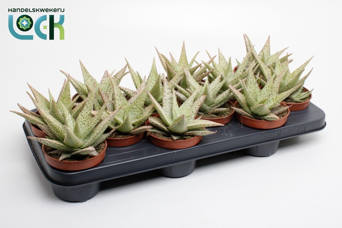 <h4>Aloe 'Desert Diamond</h4>