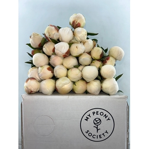 Paeonia Madame Claude Tain