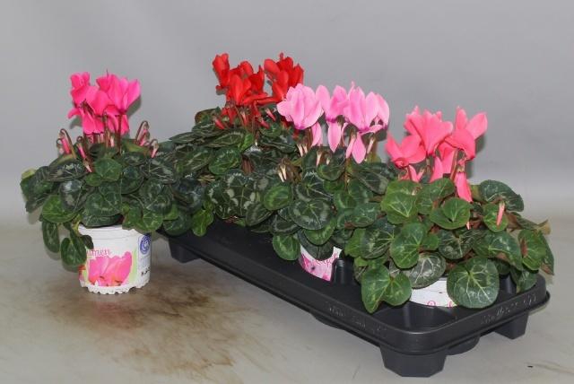 <h4>CYCL GR SUP XL</h4>