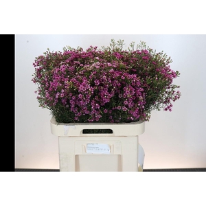 Chamelaucium Jupiter