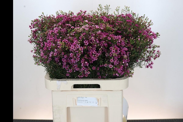 <h4>Chamelaucium Jupiter</h4>